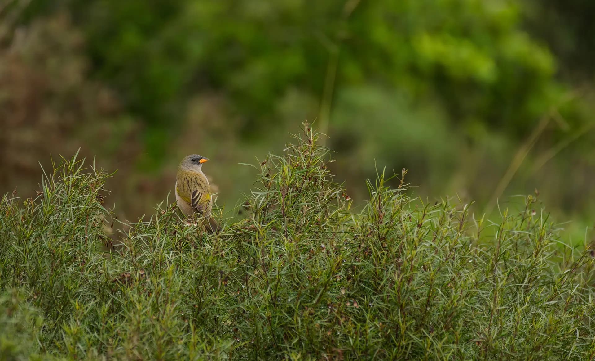 Bird in natural habitat