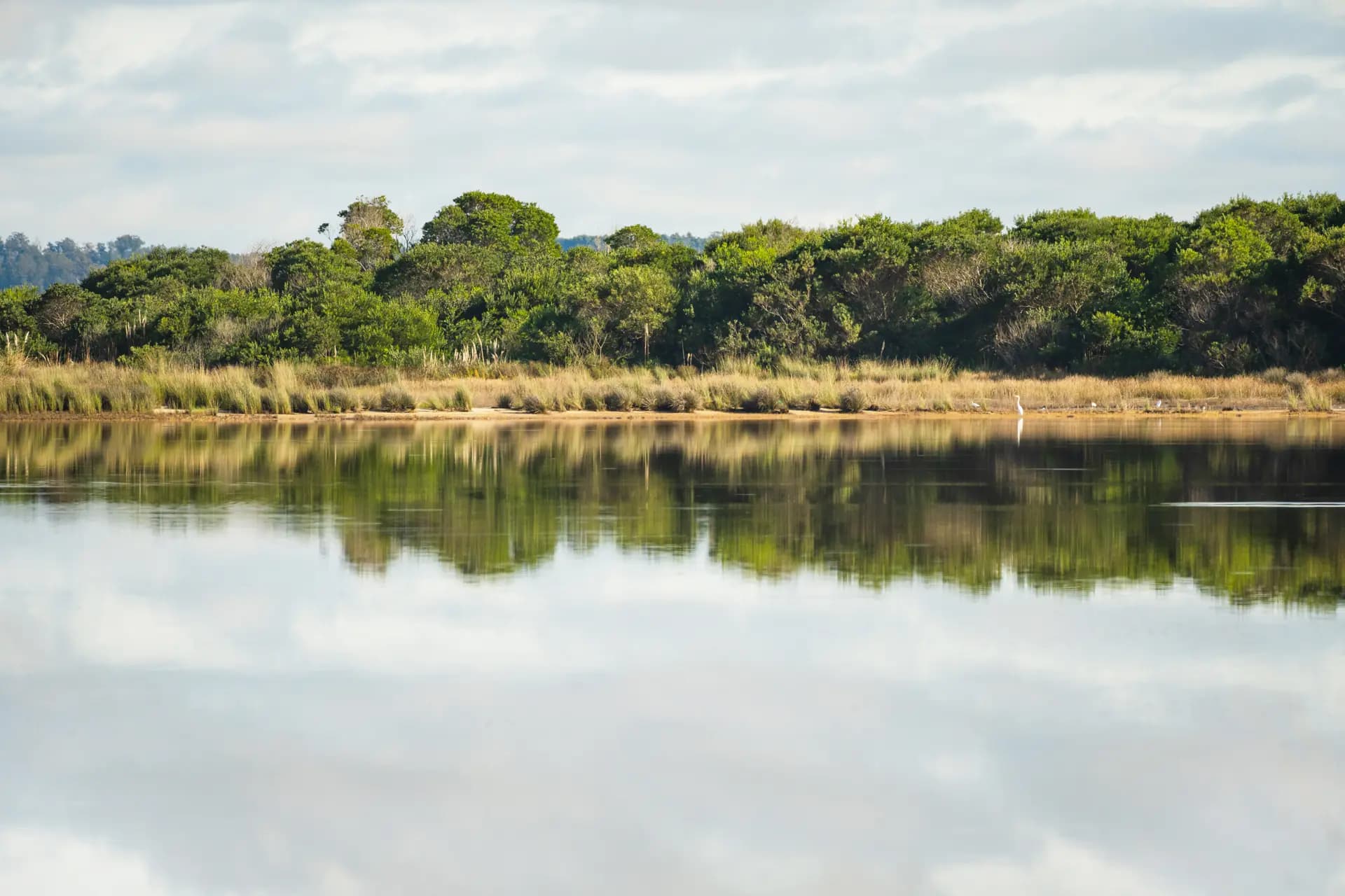 Nature background