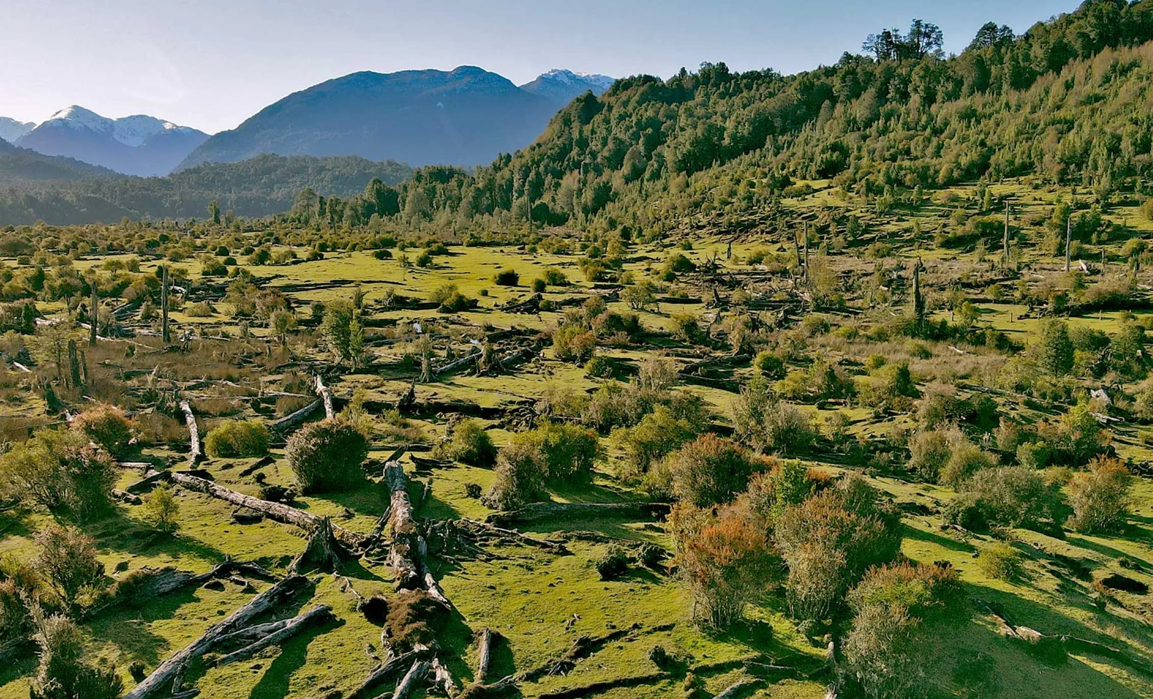 Campo Recibido